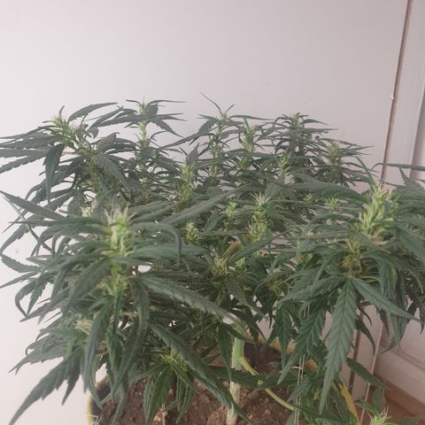 Purple kush 1 2024 growlog timeline photo