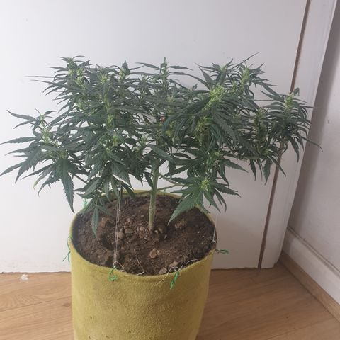 Purple kush 1 2024 growlog timeline photo