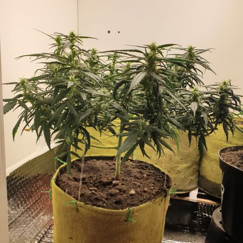 Purple kush 1 2024 growlog timeline photo
