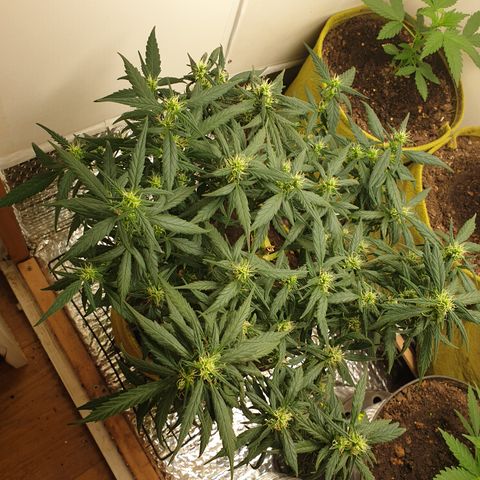 Purple kush 1 2024 growlog timeline photo