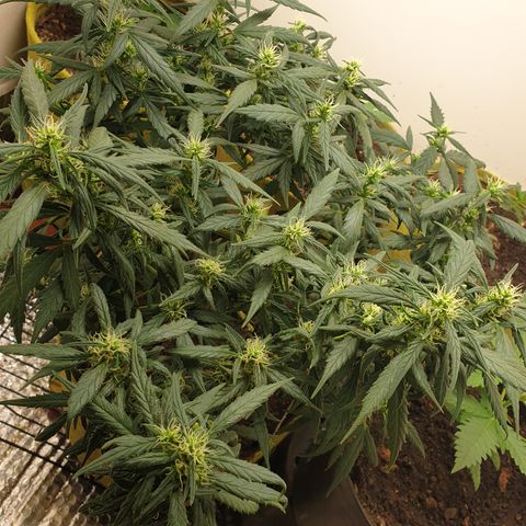 Purple kush 1 2024 growlog timeline photo