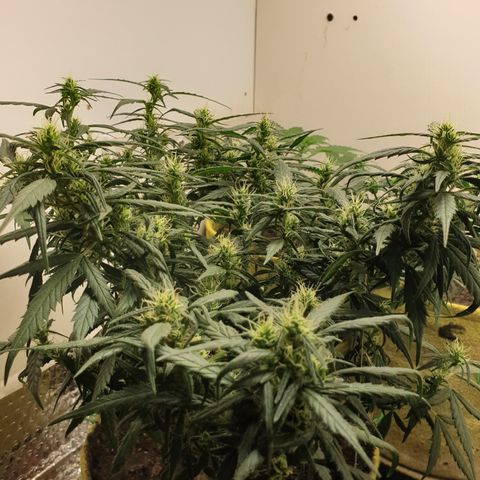 Purple kush 1 2024 growlog timeline photo