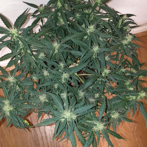 Purple kush 1 2024 growlog timeline photo