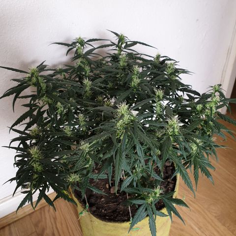 Purple kush 1 2024 growlog timeline photo