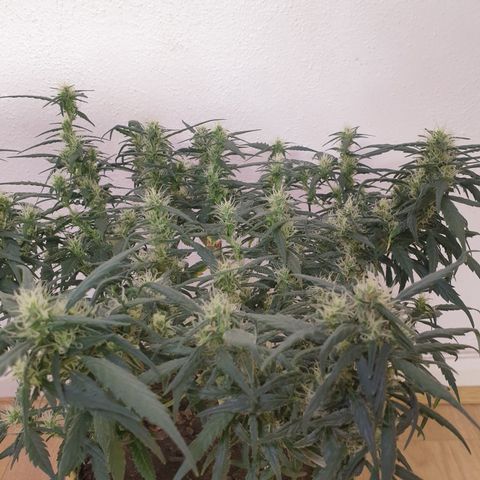 Purple kush 1 2024 growlog timeline photo