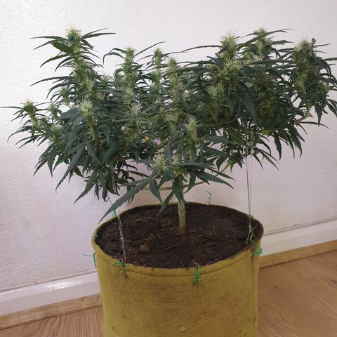 Purple kush 1 2024 growlog timeline photo