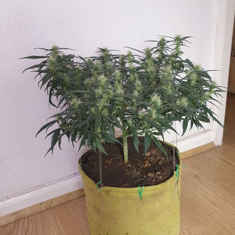 Purple kush 1 2024 growlog timeline photo