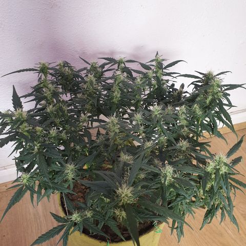Purple kush 1 2024 growlog timeline photo