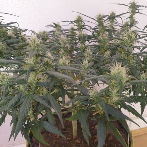 Purple kush 1 2024 growlog timeline photo