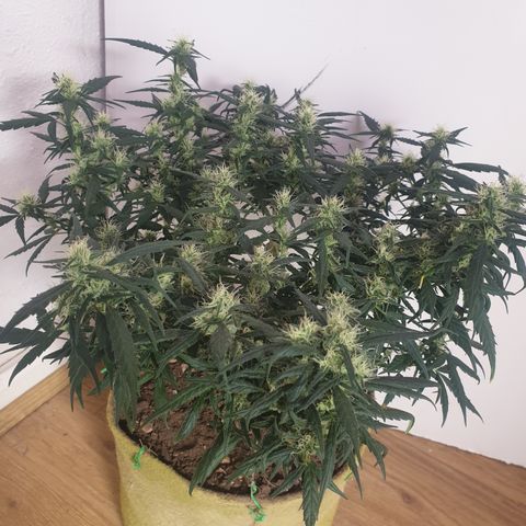 Purple kush 1 2024 growlog timeline photo