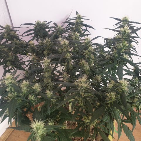 Purple kush 1 2024 growlog timeline photo