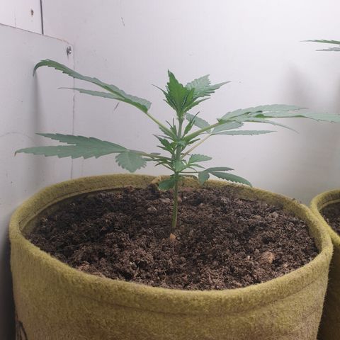 OG Cheese 2 2024 growlog timeline photo
