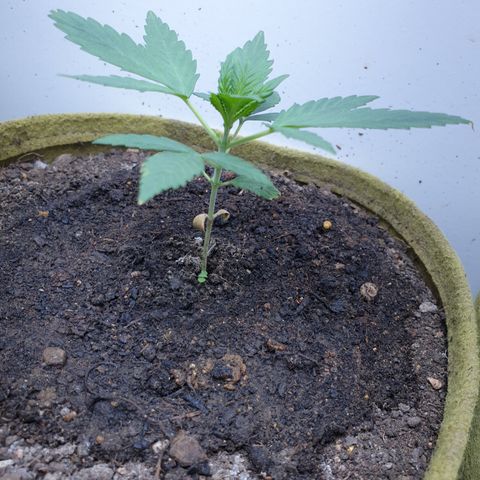 OG Cheese 2 2024 growlog timeline photo