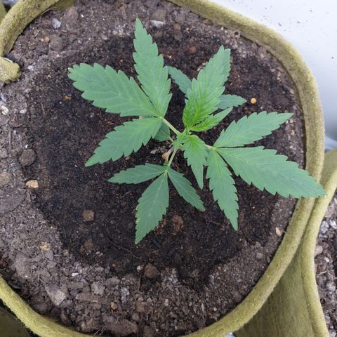 OG Cheese 2 2024 growlog timeline photo