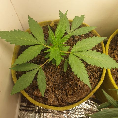 OG Cheese 2 2024 growlog timeline photo