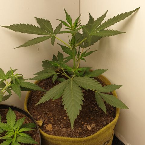 OG Cheese 2 2024 growlog timeline photo