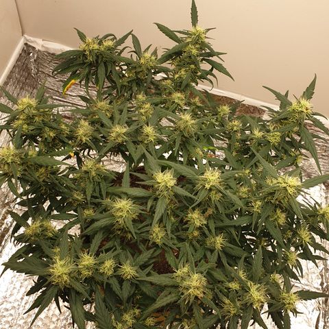 Purple kush 1 2024 growlog timeline photo