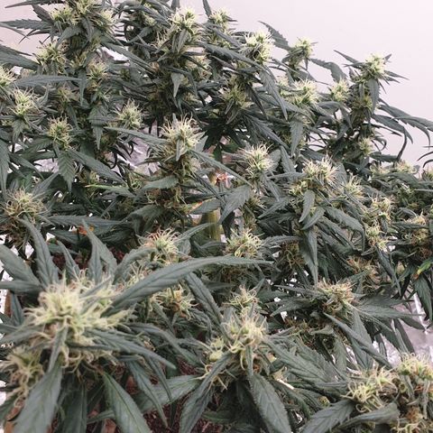 Purple kush 1 2024 growlog timeline photo