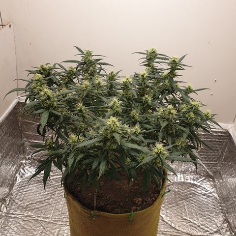 Purple kush 1 2024 growlog timeline photo