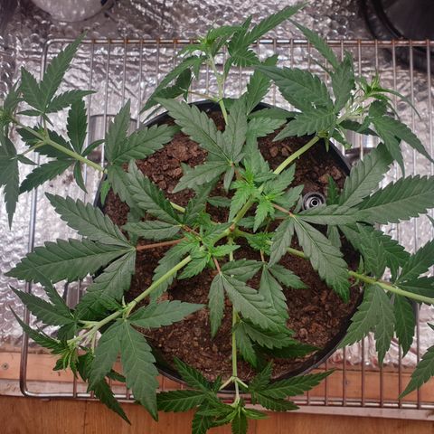Purple kush 2 2024 growlog timeline photo