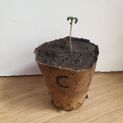 Purple kush 2 2024 growlog timeline photo