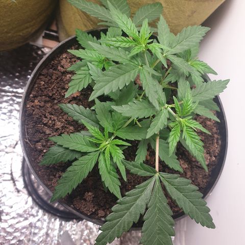 Purple kush 2 2024 growlog timeline photo