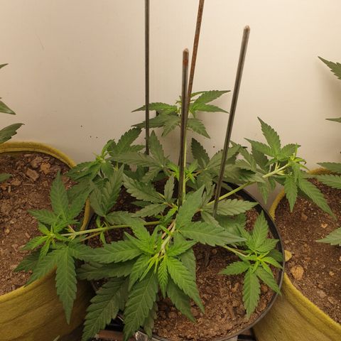 Purple kush 2 2024 growlog timeline photo
