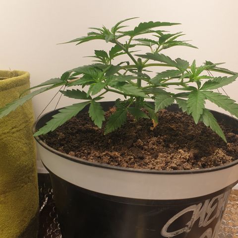 Purple kush 2 2024 growlog timeline photo