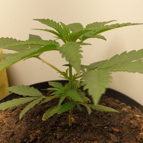 Purple kush 2 2024 growlog timeline photo
