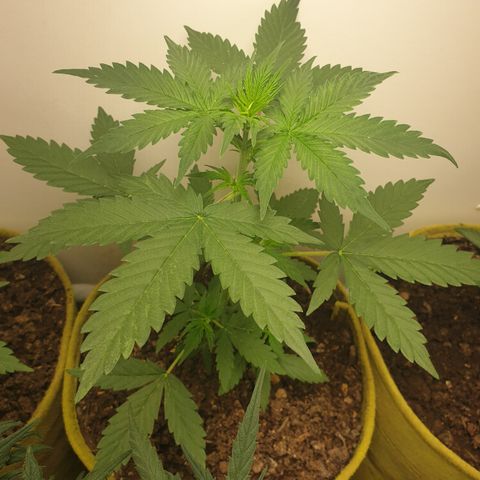 Amnesia 1 2024 growlog timeline photo