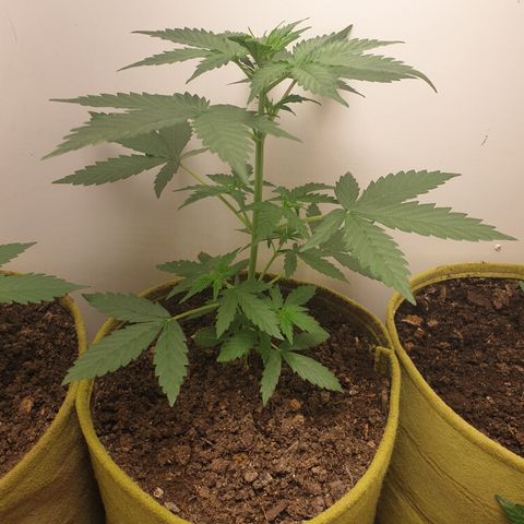 Amnesia 1 2024 growlog timeline photo