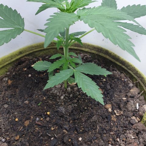 Amnesia 1 2024 growlog timeline photo