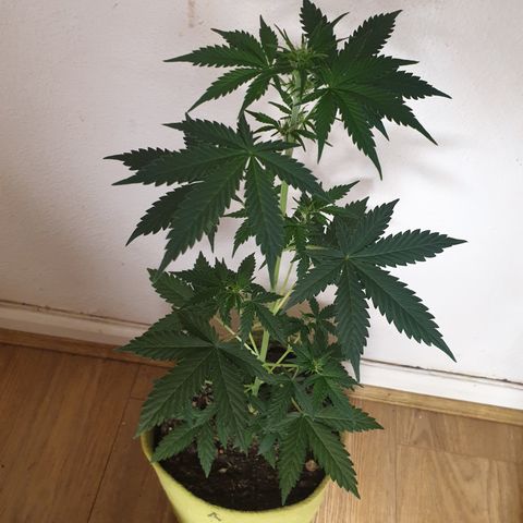 Amnesia 1 2024 growlog timeline photo