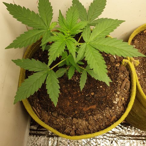 Amnesia 1 2024 growlog timeline photo