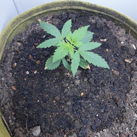 Amnesia 1 2024 growlog timeline photo