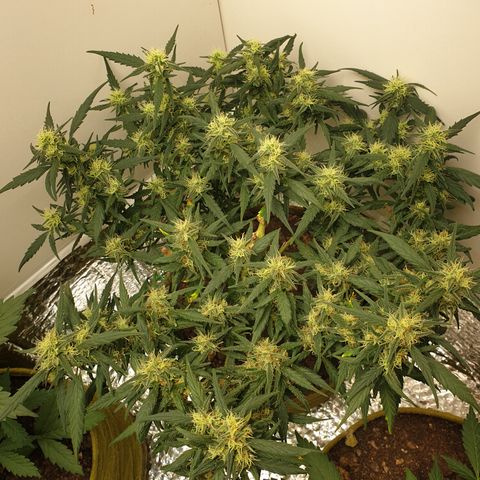 Purple kush 1 2024 growlog timeline photo