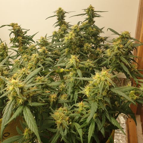 Purple kush 1 2024 growlog timeline photo