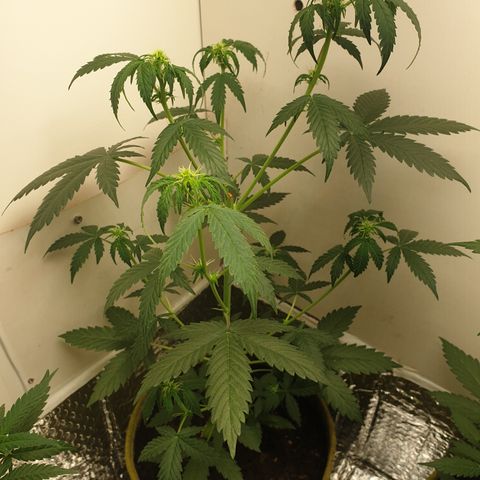 Amnesia 1 2024 growlog timeline photo