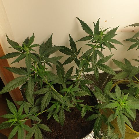 Purple kush 2 2024 growlog photo: Unfortunately some damage occurred on one side of this plant. X2 side branches that were tied down had to be removed. 4 out of 6 remain