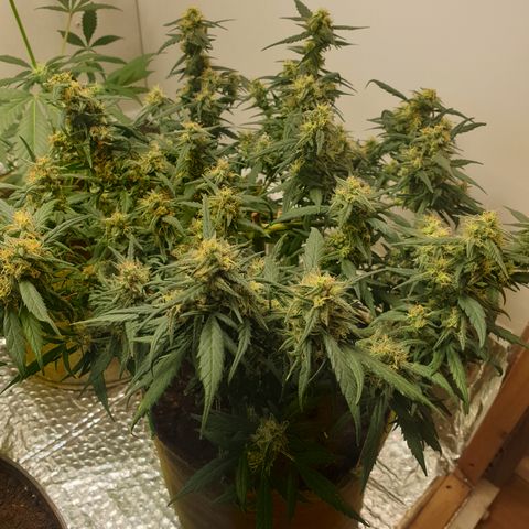 Purple kush 1 2024 growlog timeline photo