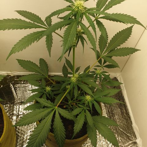 OG Cheese 2 2024 growlog timeline photo