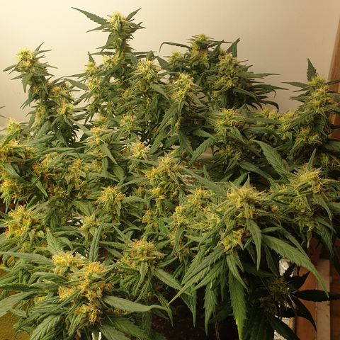 Purple kush 1 2024 growlog timeline photo