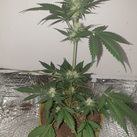 OG Cheese 2 2024 growlog timeline photo