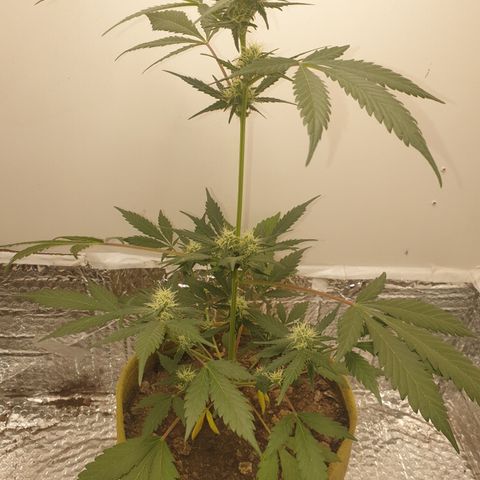 OG Cheese 2 2024 growlog timeline photo