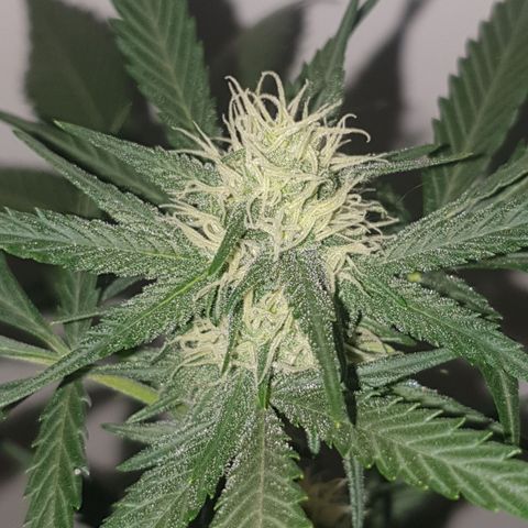 OG Cheese 2 2024 growlog timeline photo