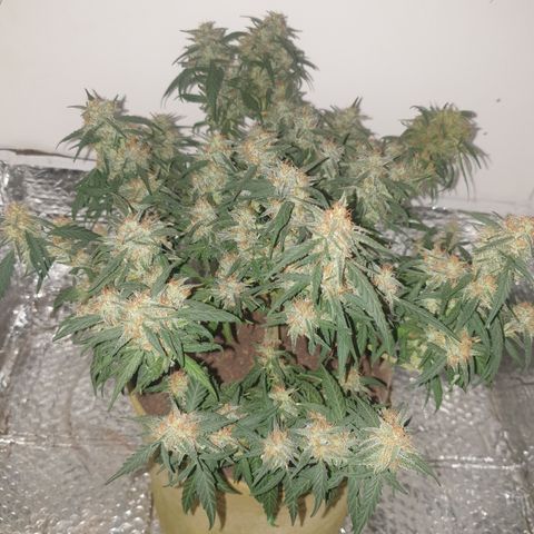 Purple kush 1 2024 growlog timeline photo
