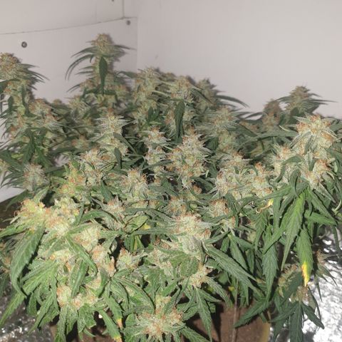 Purple kush 1 2024 growlog timeline photo