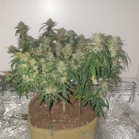Purple kush 1 2024 growlog timeline photo