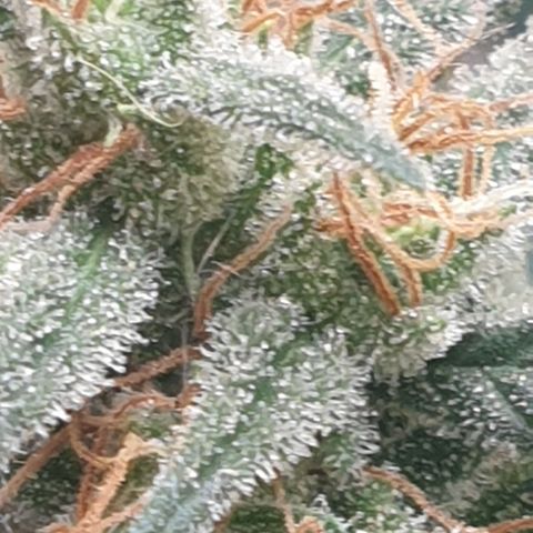 Purple kush 1 2024 growlog timeline photo
