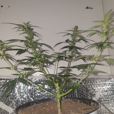 Purple kush 2 2024 growlog timeline photo